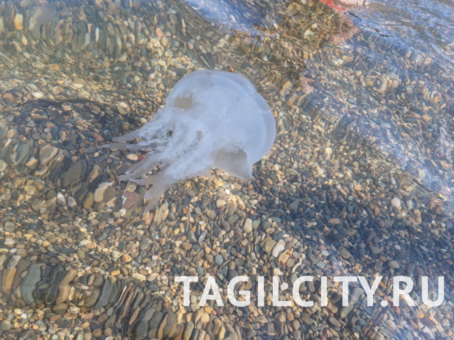 Анапа. Нашествие медуз в Черном море.