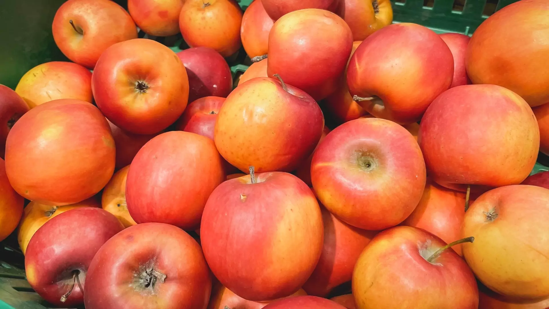 В Свердловской области обнаружили 20 тонн зараженных яблок