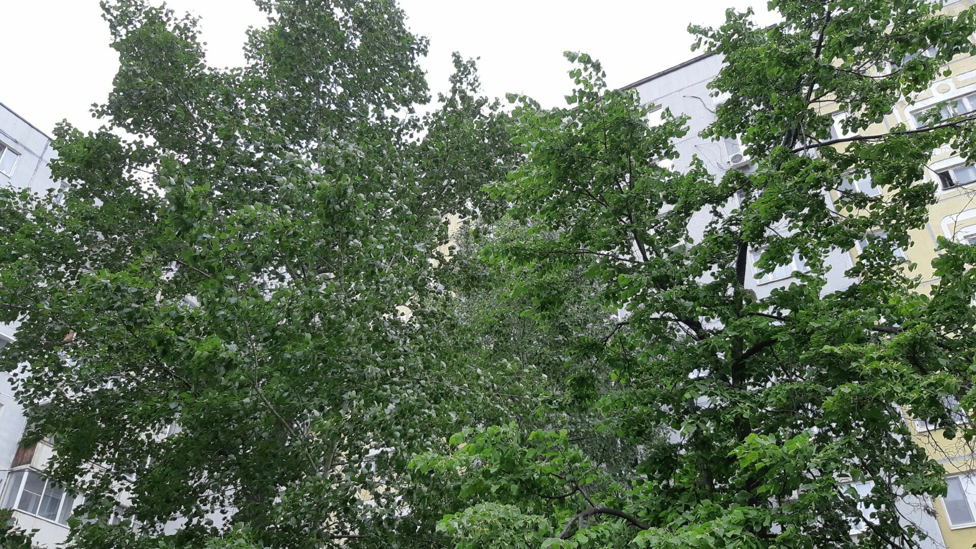 Многолетнюю липовую аллею в Екатеринбурге срубили из-за строительства больницы
